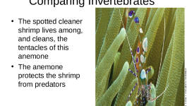 Comparing Invertebrates  The spotted cleaner shrimp lives among,