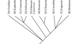 Eurosids I 38) Betulaceae 37) Fagaceae  36) Cucurbitaceae